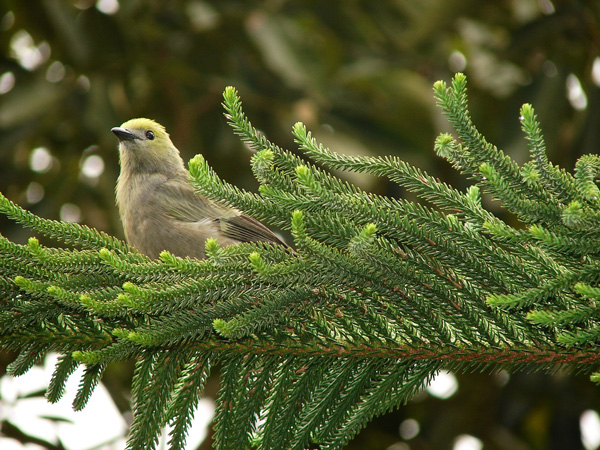 aves.colombia
