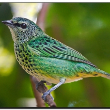 tangarapunctata_227x227