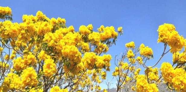 Cañaguate florecido 3.