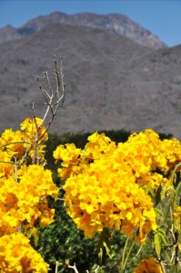 Cañaguate florecido 4.