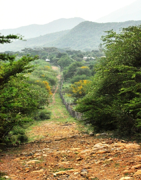 La trocha por donde siguieron. Foto Edgar de la Hoz.
