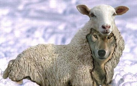 lobocorderoek8_thumb