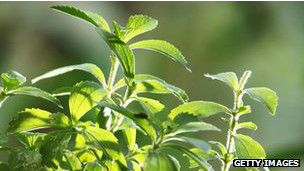 140207172453_stevia_304x171_getty_nocredit