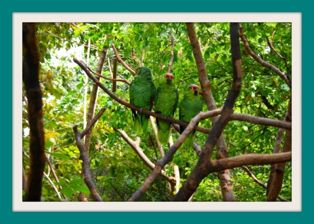 vida silvestre
