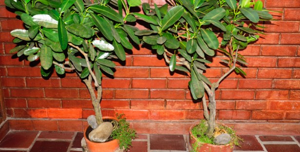 Por sus hojas grandes, el caucho debe medir entre 80 y 100 centímetros.