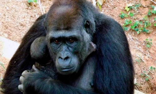 bebxsudxmerilagorila_700x395.jpg_1496576422