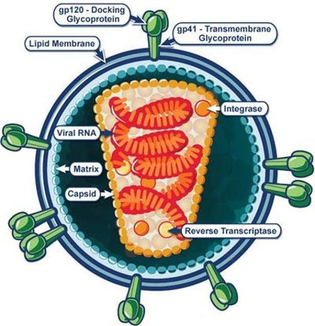 esquema-definicion-virus