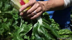 Las acelgas tienen un alto contenido en potasio.