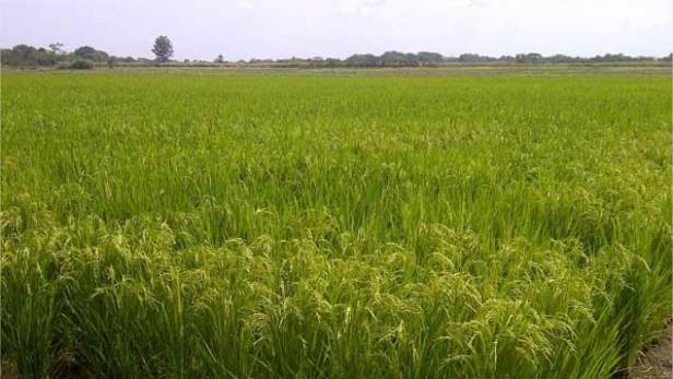 cultivo-arroz