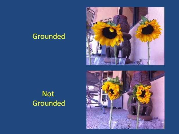 310-sunflower-experiment-03