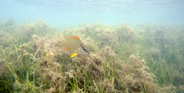 DCIM100GOPROGOPR3410.