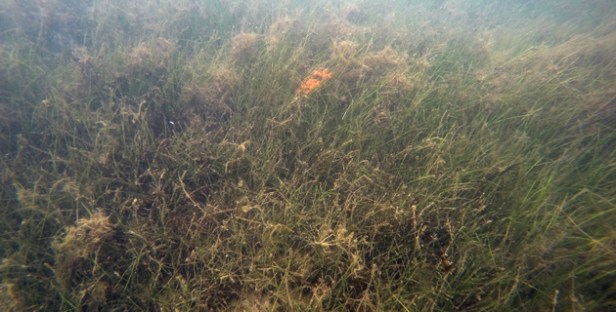 DCIM100GOPROGOPR3401.