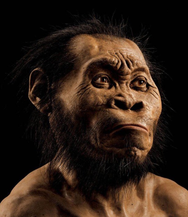 homonaledi