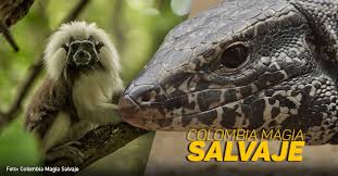 MAGIA-SALVAJE