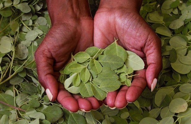 moringa
