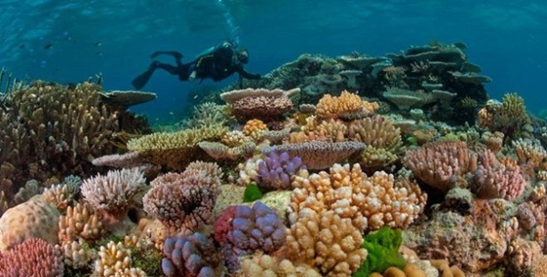 sual_arrecife-de-coral-caribe