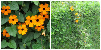 Domingo_31_1_2016@@FLOR 345