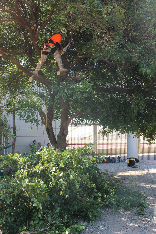 arboles-valledupar-2