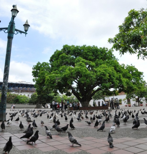 Legendario palo de mango de la plaza Alfonso López de Valledupar - Foto Edgar de la Hoz