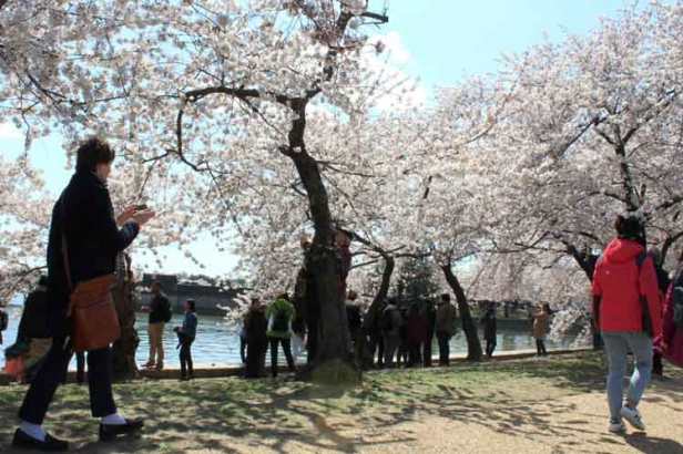 eeuu-primavera-primavera4